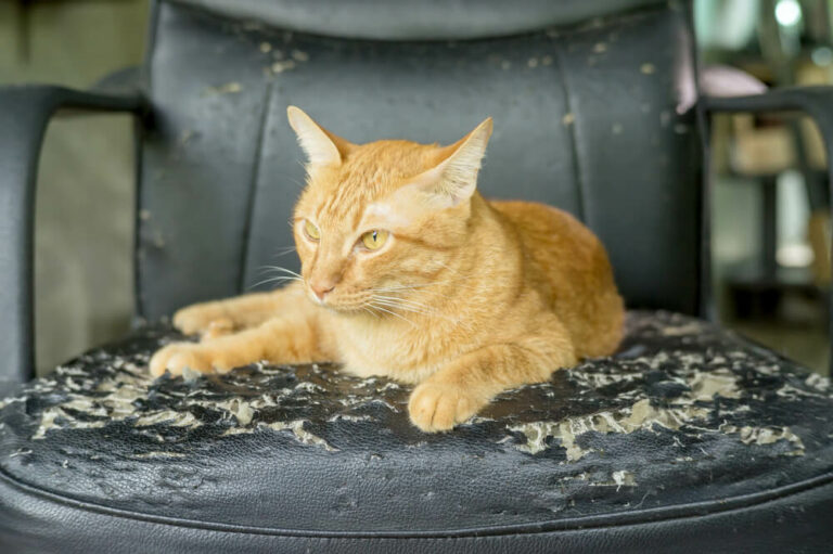 How to Stop Cats from Scratching Furniture in Riyadh